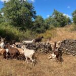 Walk in the Hills with Goat Herder-Local Honey, Wine and Cheese Tasting - The Tasting Experience: Honey, Cheese, and Wine