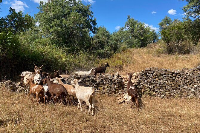 Walk in the Hills with Goat Herder-Local Honey, Wine and Cheese Tasting - The Tasting Experience: Honey, Cheese, and Wine
