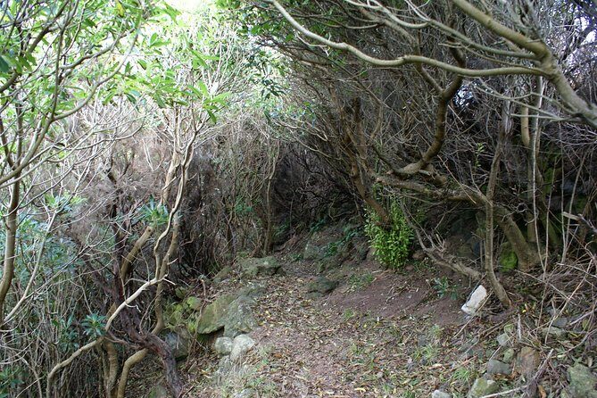 Walking Trails of Terceira - Final Thoughts: Who Will Love This Tour?