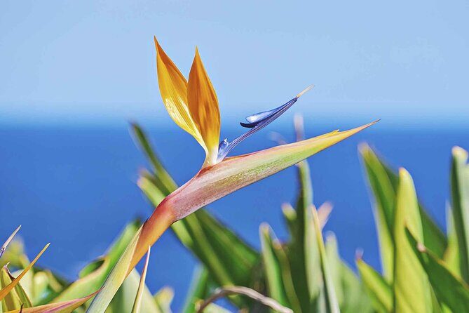 West of Madeira Private Full-Day Tour with Pickup from Funchal - The Breath-Taking Cabo Girao