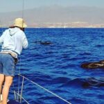 Whale and Dolphin Small Group Sailing from Tenerife South - Who Would Love This Tour?