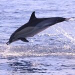 Whale and Dolphin Watching in Calheta, Madeira Island - The Experience in Detail