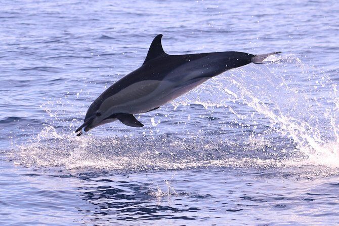 Whale and Dolphin Watching in Calheta, Madeira Island - The Experience in Detail