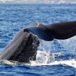 Whale and Dolphin Watching Tour from Funchal - What to Expect from the Whale and Dolphin Watching Tour
