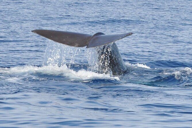 Whale and Dolphin Watching Tour on Pico Island - Final Thoughts