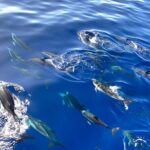 Whale & Dolphin Watching in Madeira - Who Will Love This Tour?