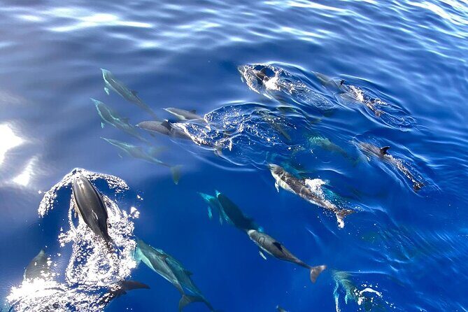 Whale & Dolphin Watching in Madeira - Who Will Love This Tour?
