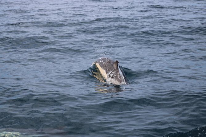 Whale Watching and Jeep Tour - The Itinerary in Detail