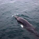 Whale-Watching Boat Tour with Expert Guide from Reykjavik - The Experience on Deck and Inside
