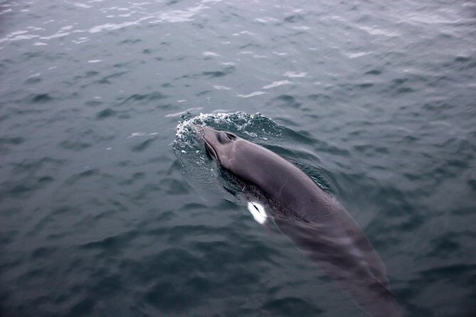 Whale-Watching Boat Tour with Expert Guide from Reykjavik - The Experience on Deck and Inside