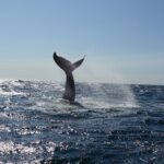 Whale Watching Cruise on a Yacht in Reykjavik - The Experience in Practice: Real Reviews