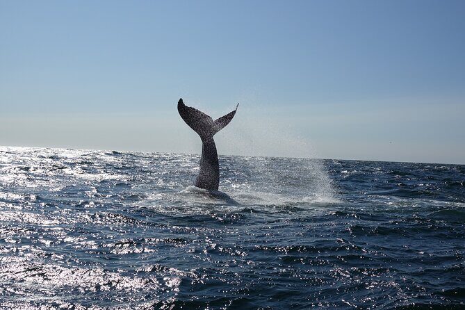 Whale Watching Cruise on a Yacht in Reykjavik - The Experience in Practice: Real Reviews