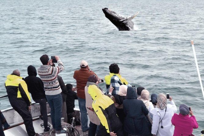 Whale Watching & Dolphin Yacht Cruise - The Experience: Comfort, Views, and Wildlife