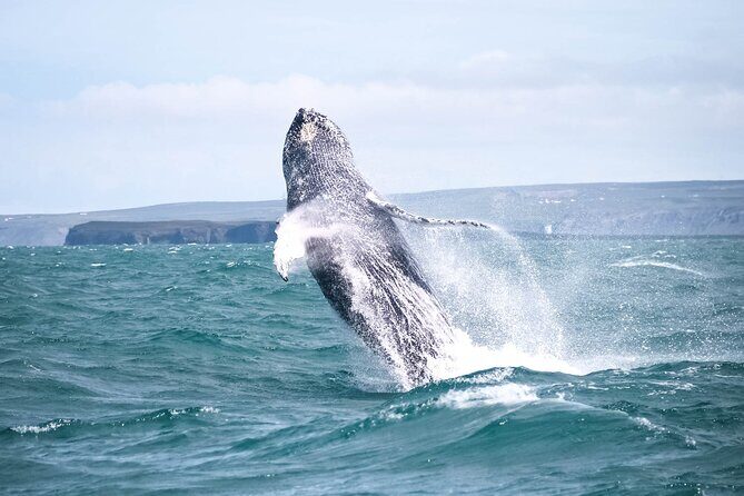 Whale Watching in Husavik - The Experience and Sightings