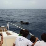 Whale watching in Tenerife. Atlantic Eco Experience - The Value of the Tour