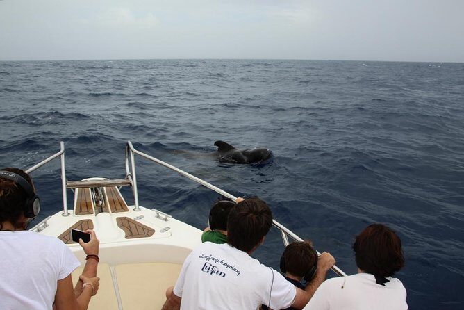 Whale watching in Tenerife. Atlantic Eco Experience - The Value of the Tour