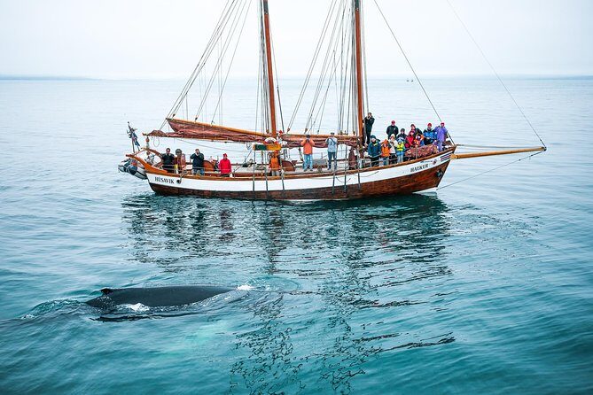 Whale Watching on a Traditional Oak Sailing Ship from Husavik - What to Expect on the Water