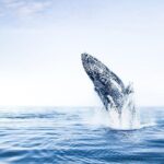 Whale Watching on board a Traditional Oak Boat from Árskógssandur - The Real Value: Cost and What You Get