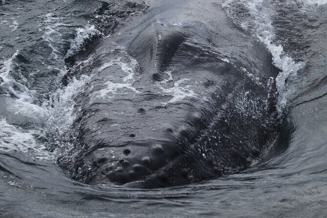 Whale Wonders Morning Expedition from Reykjavík - Who Should Consider This Tour?