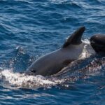 Whales & Dolphins watching in exclusive sailboat - Frequently Asked Questions