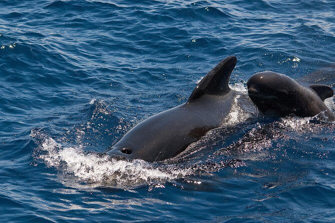 Whales & Dolphins watching in exclusive sailboat - Frequently Asked Questions