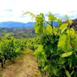 Wine and Food of Crete, Heraklion - Authentic Experiences According to Reviews