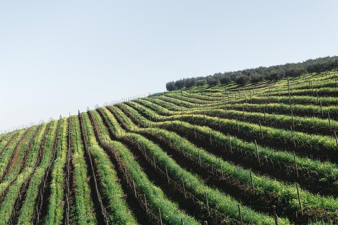 Wine & Tapas tour by electric bike (e-bike) including Ronda pickup (full day) - Who Is This Tour Best For?