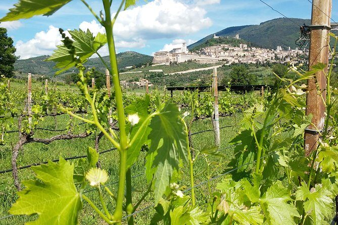 Wine tasting and walk in the Vineyard of Assisi - The Guided Wine Tasting: A Closer Look