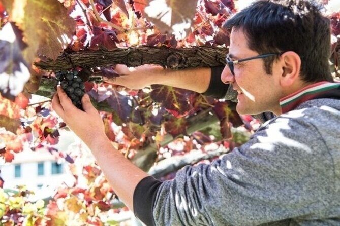 Wine tasting at the Apicella winery - The Experience in Detail