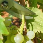 Wine Tasting Experience at the organic winery in ian - Who Is This Tour Best For?