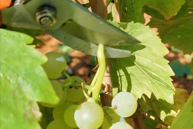 Wine Tasting Experience at the organic winery in ian - Who Is This Tour Best For?