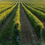 Wine tasting experience in the Apulian countryside - How the Itinerary Unfolds