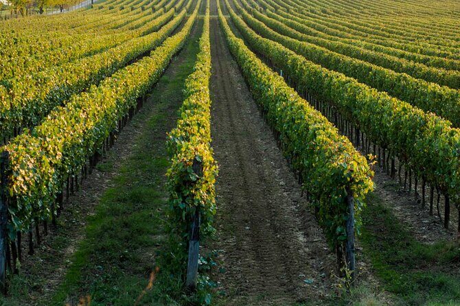 Wine tasting experience in the Apulian countryside - How the Itinerary Unfolds