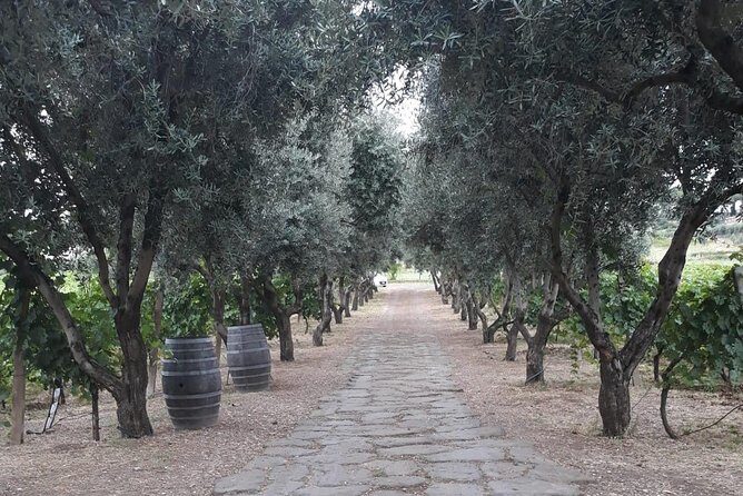Wine tasting in Roman Countryside: 3-hour tour from Rome - What to expect at the winery