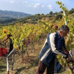 Wine Tasting & Vineyards Escape near Tirana - What the Experience Means for You