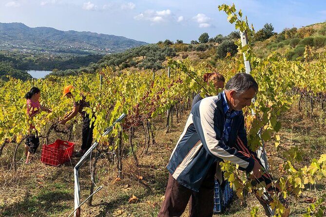 Wine Tasting & Vineyards Escape near Tirana - What the Experience Means for You