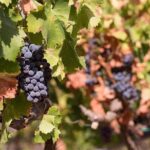 Wine tour aroud vineyards of Cagliari - Who Should Consider This Tour?