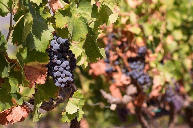 Wine tour aroud vineyards of Cagliari - Who Should Consider This Tour?