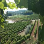 Wine Tour - The Best of Istria - Who Should Consider This Tour?