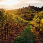Winery Tour and tasting - Who Should Consider This Tour?