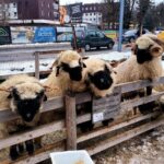 Zakopane & Thermal springs with private driver - FAQ