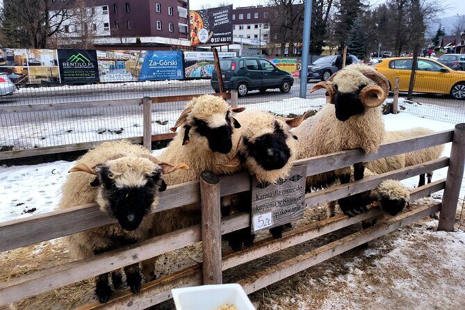 Zakopane & Thermal springs with private driver - FAQ