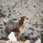 Zeuss Birthplace- Old Villages-Olive Oil Factory- Small Group - Who Will Appreciate This Tour?