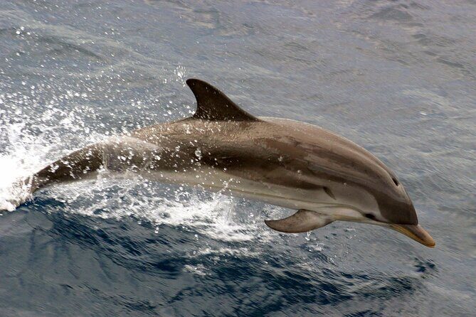 1.5-Hour Charleston Harbor Cruise with Live Narration - The Experience from the Passenger Perspective