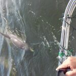 1.5-hour Dolphin Sightseeing Cruise from Tampa - The Wildlife and Scenery