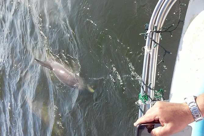1.5-hour Dolphin Sightseeing Cruise from Tampa - The Wildlife and Scenery