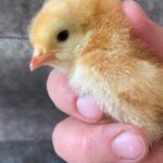 1.5 Hour Immersive Farm Experience in Adirondacks - Breaking Down the Itinerary