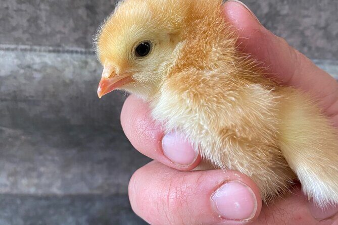 1.5 Hour Immersive Farm Experience in Adirondacks - Breaking Down the Itinerary