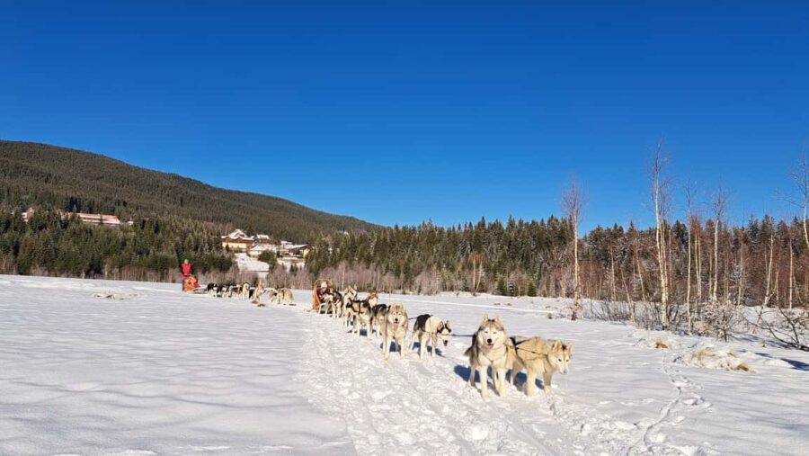 1.5-Hour Private Dog Sledding Tour in Harghita County - The Practical Side: What to Know Before Booking