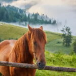 1 Day Horse Riding Adventure in Borjomi Mountains - Deep Dive into the Itinerary